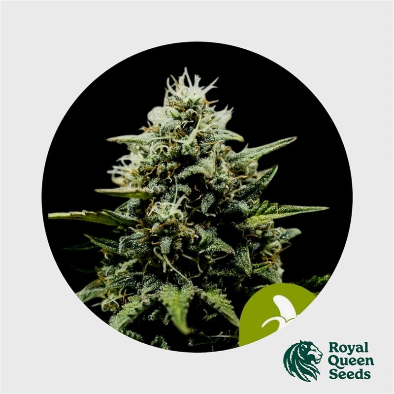 Royal Queen Seeds Fat Banana Auto