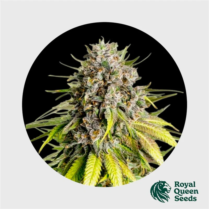 Royal Queen Seeds X Tyson Punch Pie