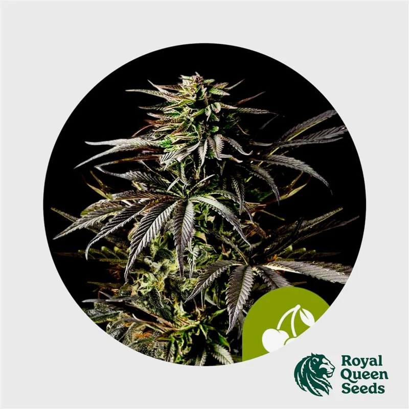 Royal Queen Seeds Cherry Pie Auto