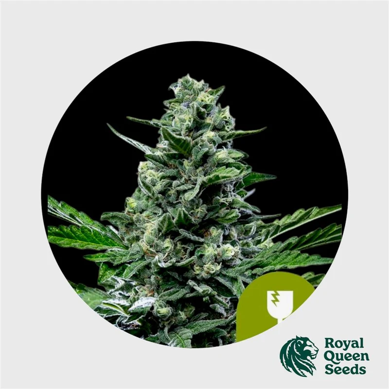 Royal Queen Seeds Royal Critical Automatic